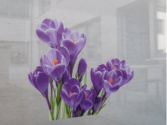 MY_PC_MY1709_Flowers4